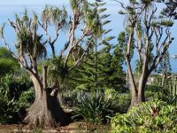 Botanischer Garten in Funchal - Elefantenfuß