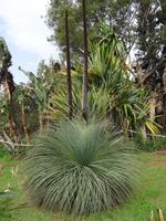 Botanischer Garten von Funchal - Grasbaum
