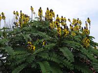 Botanischer Garten von Funchal - Kerzenbaum