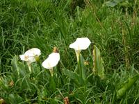 Calla auf Madeira