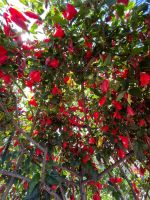 Decke aus Hibiskus