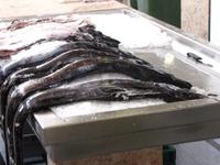 Degenfisch
