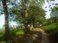 Der Blandy Garden