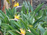 Die Nationalblume