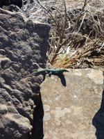 Eidechse am Pico do Arieiro