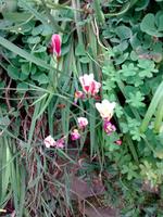 Einzigartige Flora