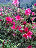 Einzigartige Flora