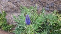 Eira do Serrado (Blauer Natternkopf - 