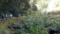 Entlang der Levada von Marocos