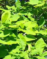 Exotischer Baum