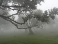 Fanal - mystische Wald mit Nebel