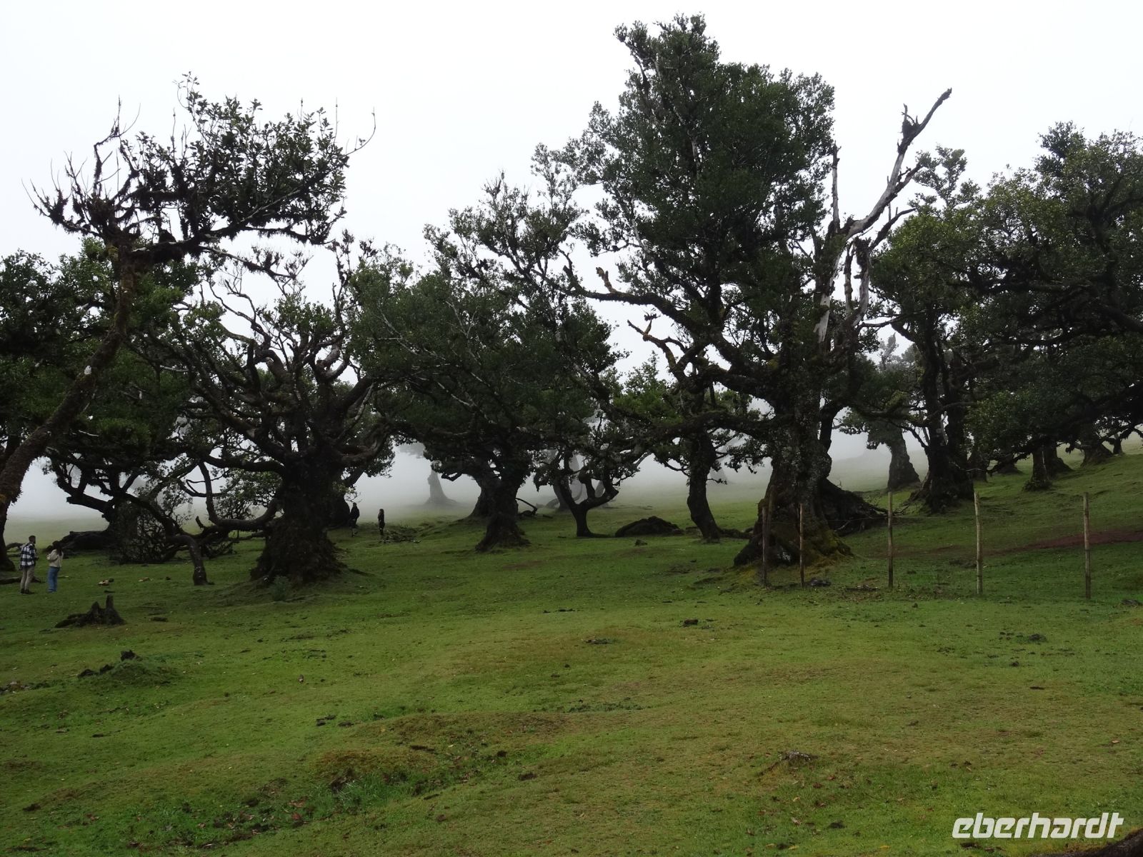 Fanal - mystischer Wald ohne Nebel