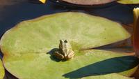 Frosch
