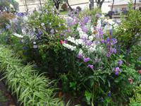 Funchal + Blumen