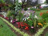 Funchal + Blumen