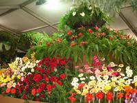Funchal , 