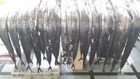 Funchal - Besuch der Markthalle (Schwarzer Degenfisch)