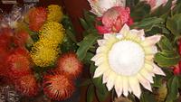 Funchal - Besuch der Markthalle