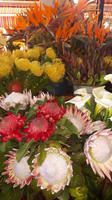 Funchal - Besuch der Markthalle