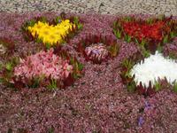 Funchal - Blumenteppiche anlässlich des Blumenfestes