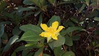Funchal - Botanischer Garten (Clematis)