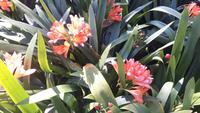 Funchal - Botanischer Garten (Klivie)