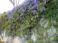 Funchal - Botanischer Garten