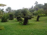 Funchal - Botanischer Garten