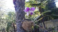 Funchal - Botanischer Garten