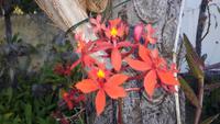 Funchal - Botanischer Garten