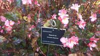 Funchal - Botanischer Garten
