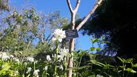 Funchal - Botanischer Garten
