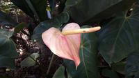 Funchal - Botanischer Garten