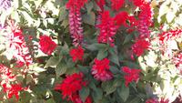 Funchal - Botanischer Garten