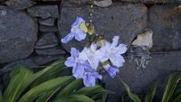 Funchal - Botanischer Garten