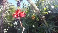 Funchal - Botanischer Garten