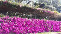 Funchal - Botanischer Garten