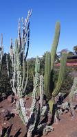 Funchal - Botanischer Garten