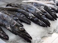 Funchal - in der Markthalle - der bekannte schwarze Degenfisch = Espada