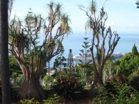 Funchal, Botanischer Garten - Elefantenfuß mit Blick auf den Hafen von Funchal