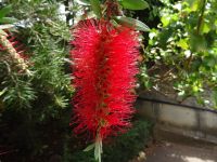 Funchal, Botanischer Garten - Flaschen-Putzer