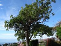 Funchal, Botanischer Garten - Leberwurstbaum