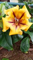 Funchal: Botanischer Garten