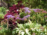 Gartenpracht