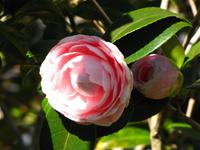 Hellrosa Kamelia im Palheiro Garden