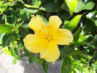 Hibiscus-Blüten