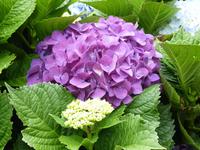 Hortensie