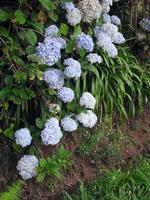Hortensie
