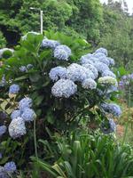 Hortensie