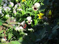 IMG_0231.JPG